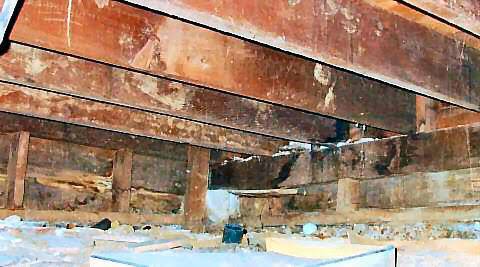 Crawl Space Mold: Causes, Risks, and What to Do Next